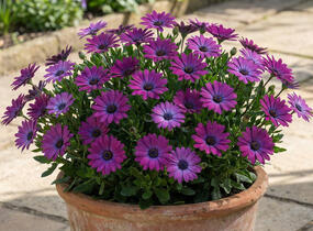 Dvoutvárka 'Cape Daisy Violet' - Osteospermum ecklonis 'Cape Daisy Violet'