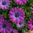 Dvoutvárka 'Cape Daisy Violet' - Osteospermum ecklonis 'Cape Daisy Violet'