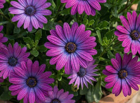 Dvoutvárka 'Cape Daisy Violet' - Osteospermum ecklonis 'Cape Daisy Violet'