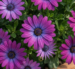 Dvoutvárka 'Cape Daisy Violet'