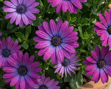 Dvoutvárka 'Cape Daisy Violet'