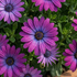 Osteospermum ecklonis 'Cape Daisy Violet'_2.png