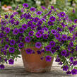 Minipetúnie, Million Bells 'Bloomtastic Purple' - Calibrachoa hybrida 'Bloomtastic Purple'