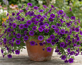 Minipetúnie, Million Bells 'Bloomtastic Purple'
