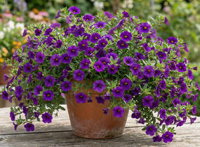 Minipetúnie, Million Bells 'Bloomtastic Purple' - Calibrachoa hybrida 'Bloomtastic Purple'