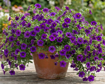 Minipetúnie, Million Bells 'Bloomtastic Purple'