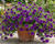 Minipetúnie, Million Bells 'Bloomtastic Purple'