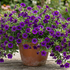Calibrachoa hybrida 'Bloomtastic Purple'.png