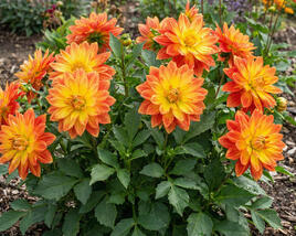Jiřina 'DahLove Power Yellow Orange'