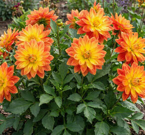 Jiřina 'DahLove Power Yellow Orange'