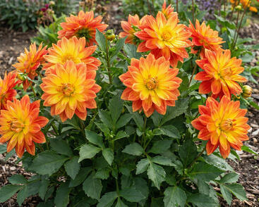 Jiřina 'DahLove Power Yellow Orange'