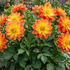 Dahlia 'DahLove Power Yellow Orange'.png