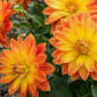 Jiřina 'DahLove Power Yellow Orange' - Dahlia 'DahLove Power Yellow Orange'