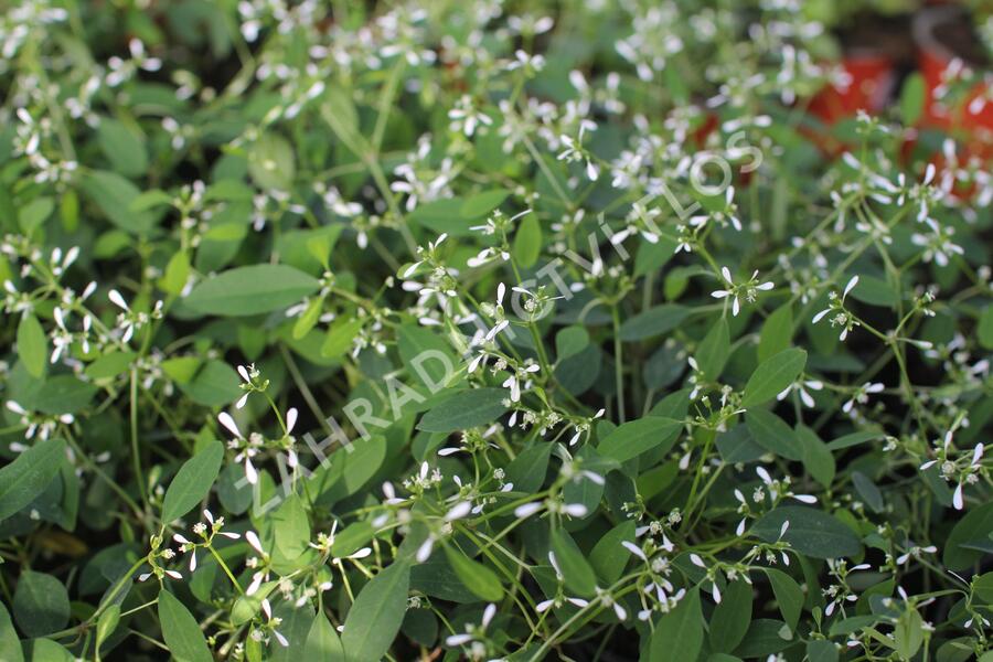 Pryšec třezalkovitý 'Summer Snow' - Euphorbia (Chamaesyce) hypericifolia 'Summer Snow'