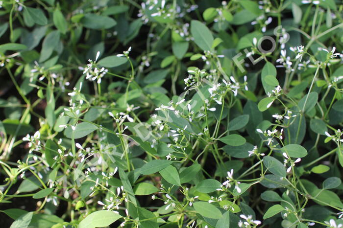 Pryšec třezalkovitý 'Summer Snow' - Euphorbia (Chamaesyce) hypericifolia 'Summer Snow'