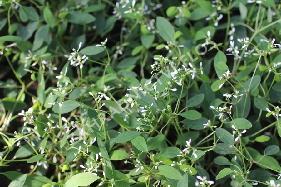 Pryšec třezalkovitý 'Summer Snow' - Euphorbia (Chamaesyce) hypericifolia 'Summer Snow'