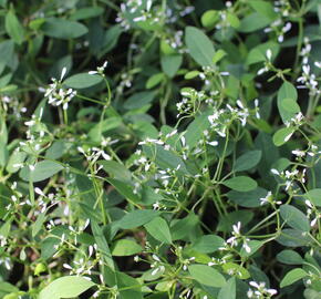 Pryšec třezalkovitý 'Summer Snow' - Euphorbia (Chamaesyce) hypericifolia 'Summer Snow'