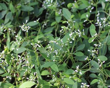 Pryšec třezalkovitý 'Summer Snow'