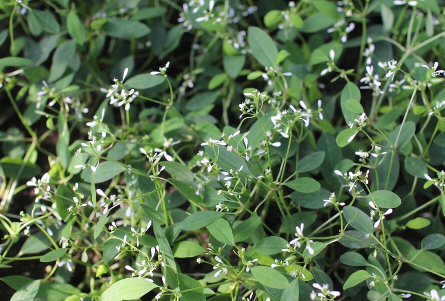 Pryšec třezalkovitý 'Summer Snow' - Euphorbia (Chamaesyce) hypericifolia 'Summer Snow'