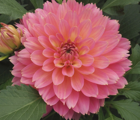 Jiřina XXL 'Merida' - Dahlia XXL 'Merida'