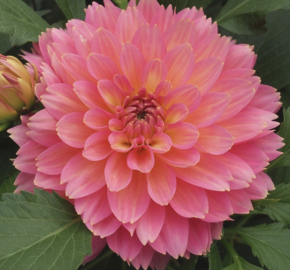 Jiřina XXL 'Merida' - Dahlia XXL 'Merida'