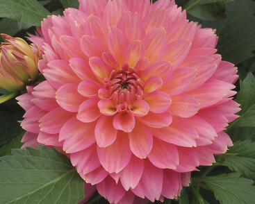 Jiřina XXL 'Merida'