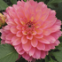 Dahlia XXL 'Merida'.png