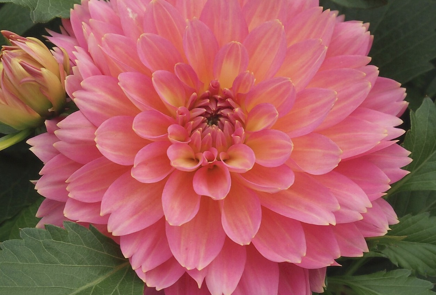 Jiřina XXL 'Merida' - Dahlia XXL 'Merida'