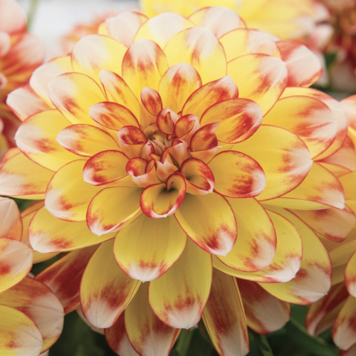 Jiřina 'DahLove Power Tricolor' - Dahlia 'DahLove Power Tricolor'