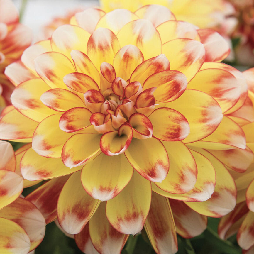 Jiřina 'DahLove Power Tricolor' - Dahlia 'DahLove Power Tricolor'