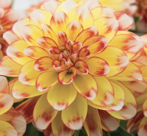 Jiřina 'DahLove Power Tricolor' - Dahlia 'DahLove Power Tricolor'