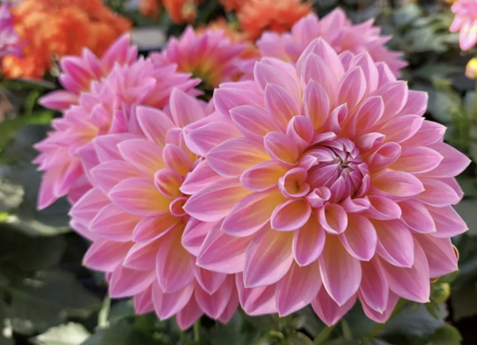 Jiřina 'Lubega XL Maracuja' - Dahlia 'Lubega XL Maracuja'