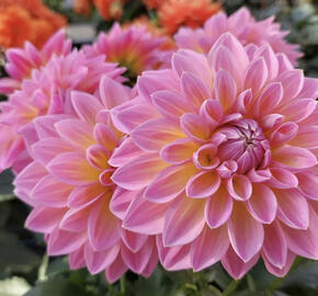 Jiřina 'Lubega XL Maracuja'