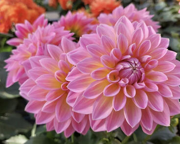 Jiřina 'Lubega XL Maracuja'