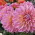 Dahlia 'Lubega XL Maracuja'.png