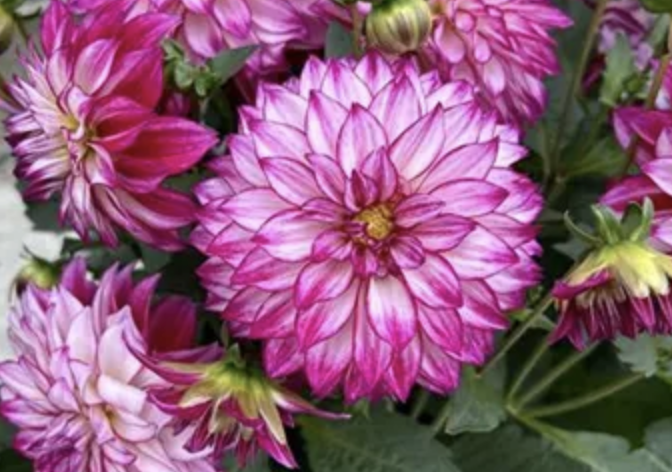 Jiřina 'Lubega XL Cherry Sparkle' - Dahlia 'Lubega XL Cherry Sparkle'