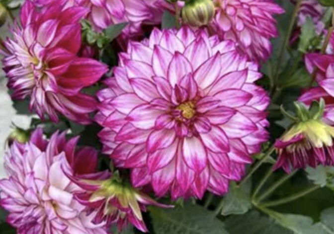 Jiřina 'Lubega XL Cherry Sparkle' - Dahlia 'Lubega XL Cherry Sparkle'