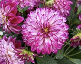 Jiřina 'Lubega XL Cherry Sparkle'