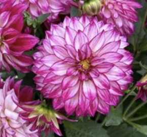 Jiřina 'Lubega XL Cherry Sparkle' - Dahlia 'Lubega XL Cherry Sparkle'