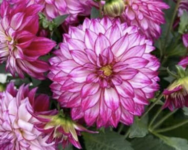 Jiřina 'Lubega XL Cherry Sparkle'