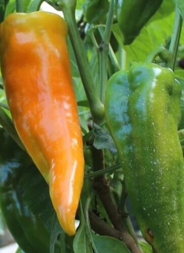 Paprika polní 'Ornela' - Capsicum annuum 'Ornela'