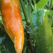 Paprika polní 'Ornela' - Capsicum annuum 'Ornela'