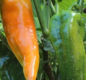 Paprika polní 'Ornela' - Capsicum annuum 'Ornela'