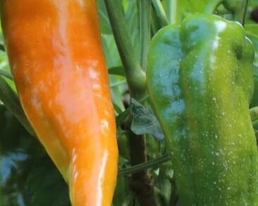 Paprika polní 'Ornela'