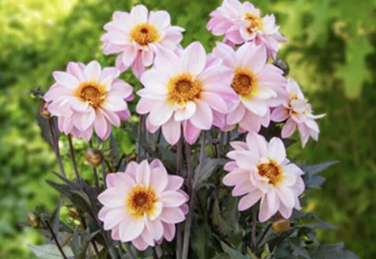 Jiřina 'Lubega Dark Lovely Morning' - Dahlia 'Lubega Dark Lovely Morning'