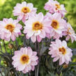 Jiřina 'Lubega Dark Lovely Morning' - Dahlia 'Lubega Dark Lovely Morning'