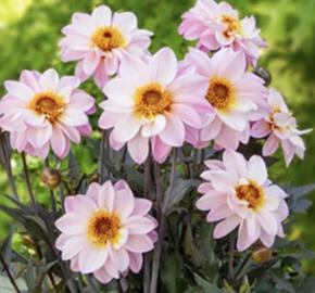 Jiřina 'Lubega Dark Lovely Morning'