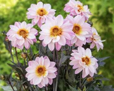 Jiřina 'Lubega Dark Lovely Morning'