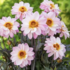 Dahlia 'Lubega Dark Lovely Morning'.png