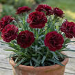 Hvozdík karafiát 'Sw.P. Dark Red' - Dianthus caryophyllus 'Sw.P. Dark Red'
